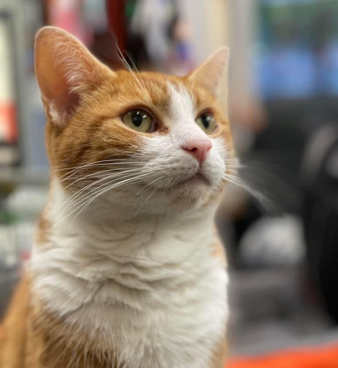 George The Stourbridge Junction Station Cat tweet media