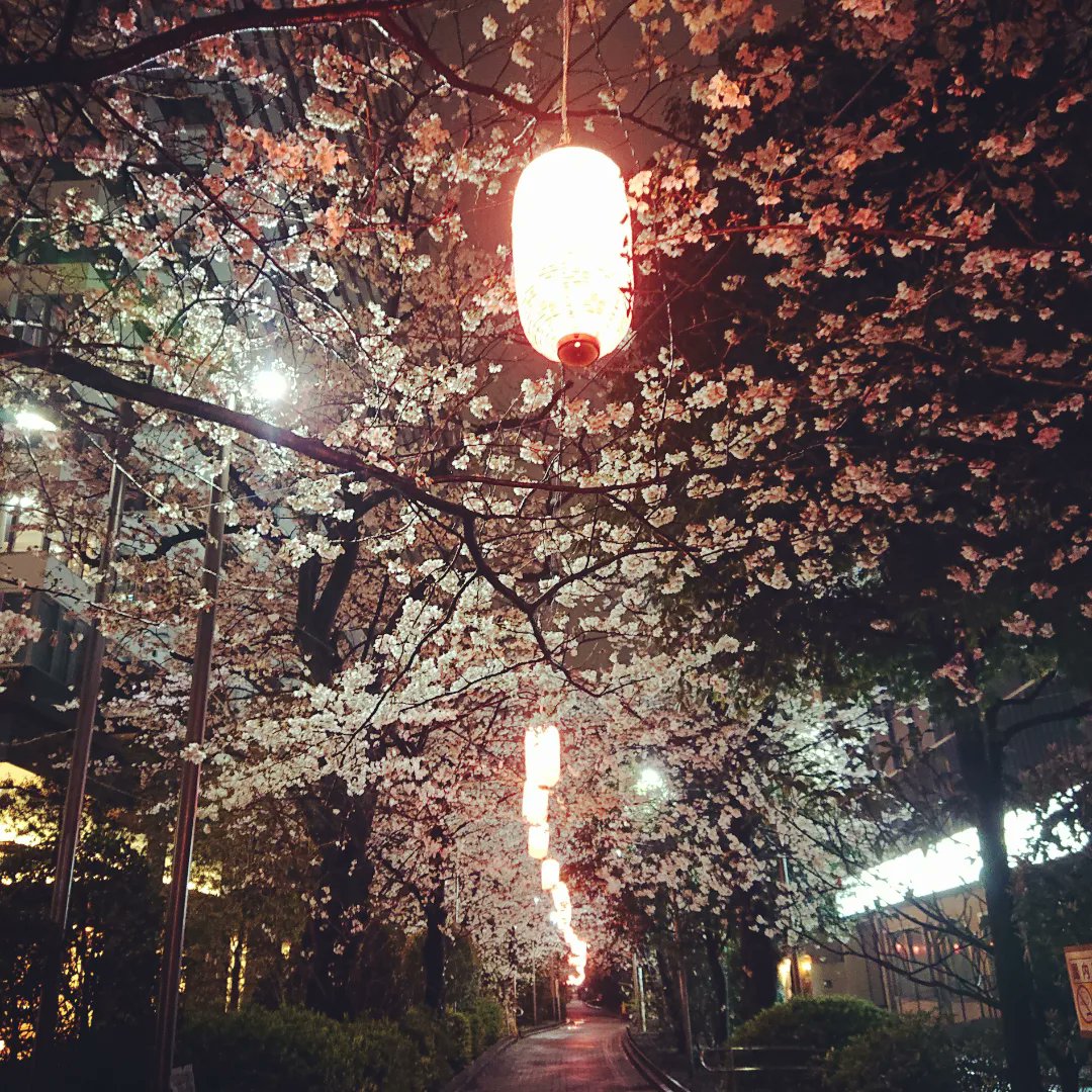 Raffine600845's tweet photo. カメイドクロック横の亀戸緑道公園では4月9日まで
🌸桜まつり🌸を開催中です！
雨や夜でも美しい桜をお楽しみいただけます✨
雨が続きますが、ラフィネで癒しのひと時を過ごし、桜まつりを楽しんでみてはいかがでしょうか？🌸💕
ご来店お待ちしております🙌🍀
(🐢3/25.26はｶﾒｸﾛﾎﾟｲﾝﾄ3倍です) https://t.co/jOEQuUPrqO