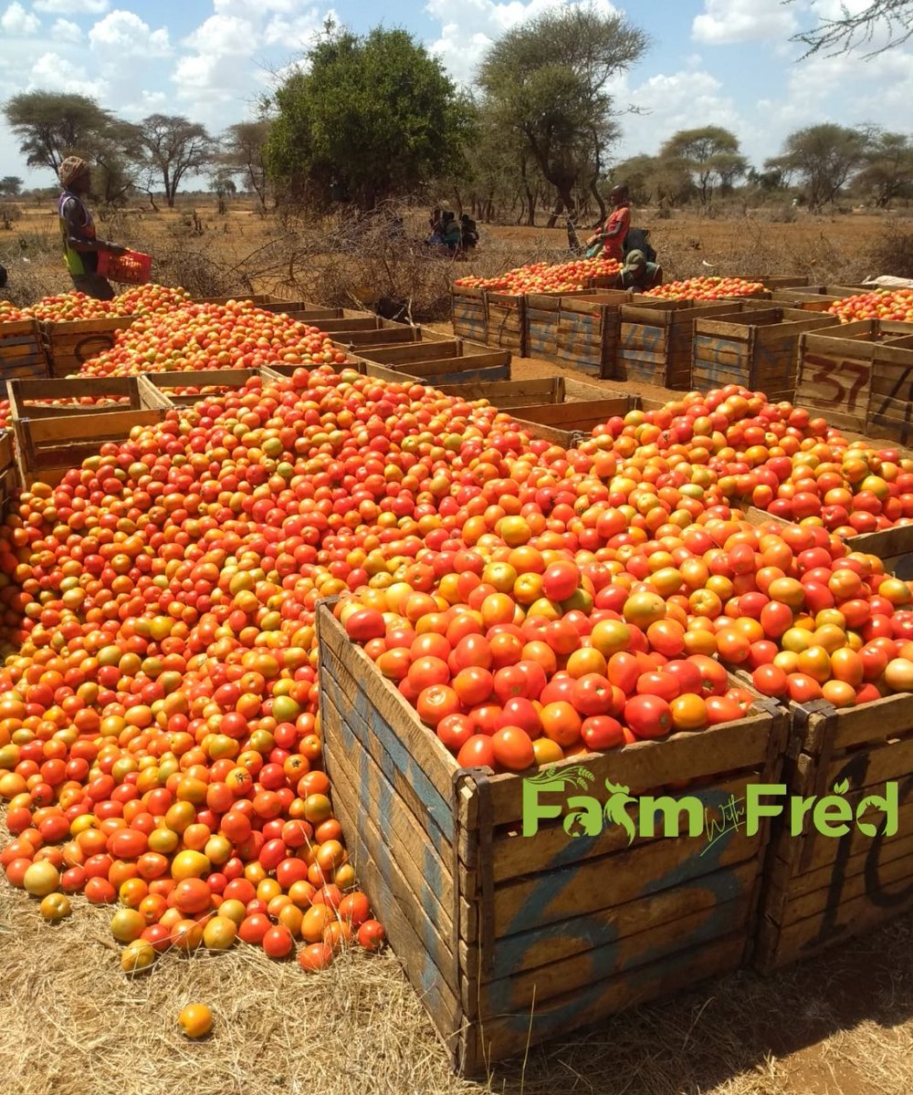 Fredmunene_'s tweet photo. Everyday is farmers money making day. https://t.co/3oe25t6HuN