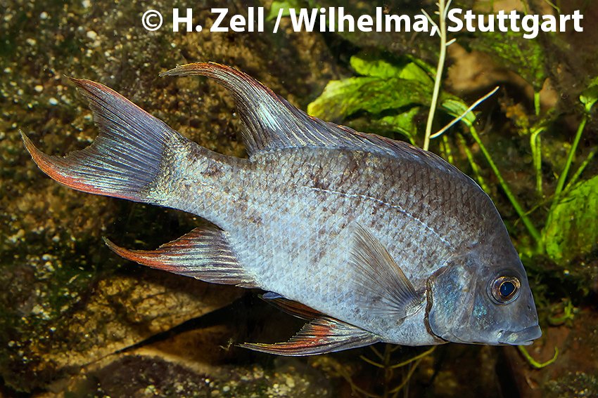 aquariumglaser's tweet photo. #Ptychochromis #insolitus
find more details and pics @ https://t.co/kgExUnuDLM https://t.co/cSTOqMVIDi