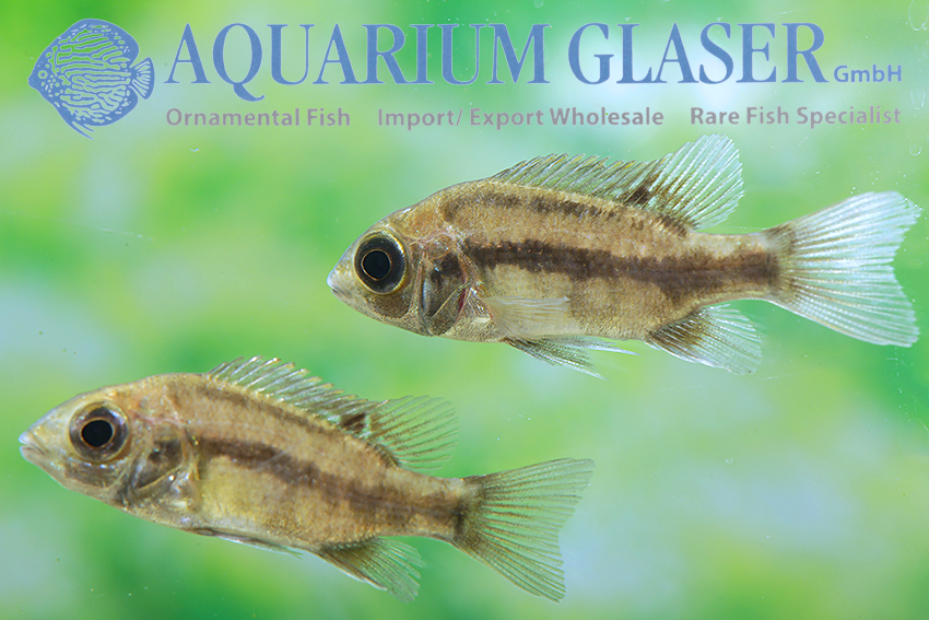aquariumglaser's tweet photo. #Ptychochromis #insolitus
find more details and pics @ https://t.co/kgExUnuDLM https://t.co/cSTOqMVIDi