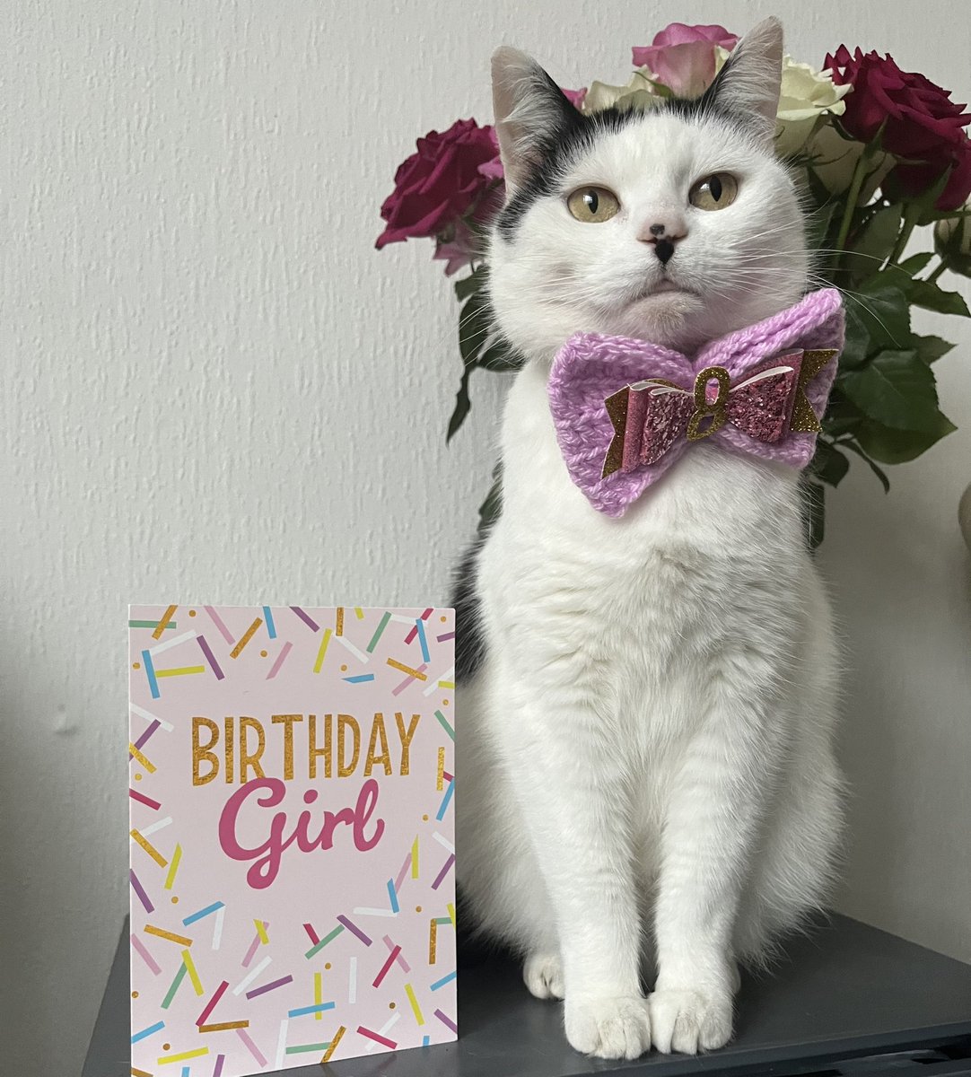 daisycat tweet media