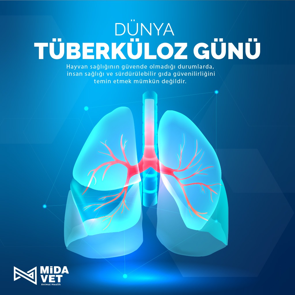 MidavetHS's tweet photo. Hayvan sağlığının güvende olmadığı durumlarda, insan sağlığı ve sürdürülebilir gıda güvenilirliğini temin etmek mümkün değildir. Tüberküloz özellikle hayvansal gıda arzında, gıda güvenilirliğini tehdit eden hastalıklardan biridir. https://t.co/TuuWEQSo6M