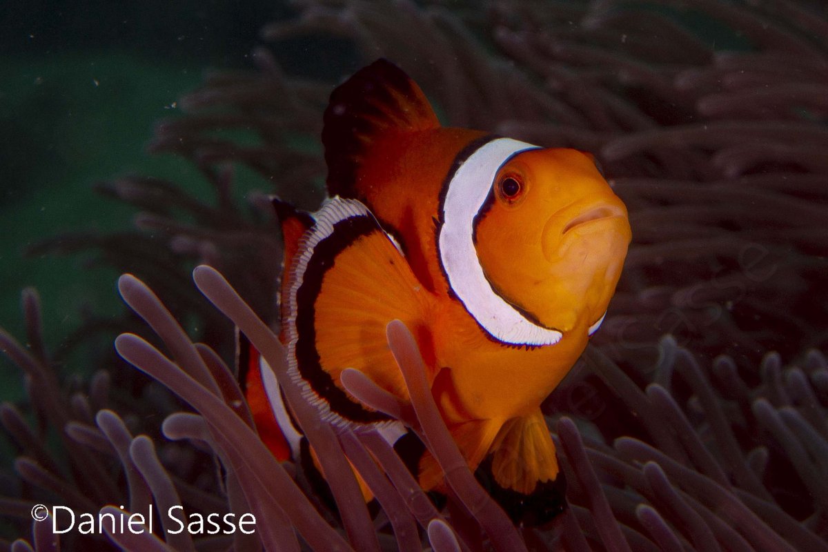 DanThΞMan Photography 📸 tweet media