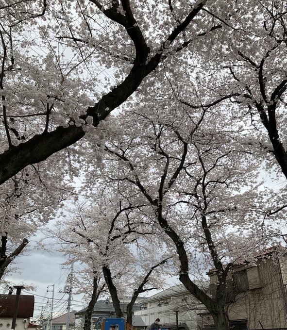 隣町のクロネコの営業所で50枚ほど伝票をもらい、近くの公園の桜を見てたら雨に降られました。傘持って行ってなかったんで濡れ鼠w  桜は満開だね。スタジオかつ丼の花見は一週間後。花吹雪だな。 