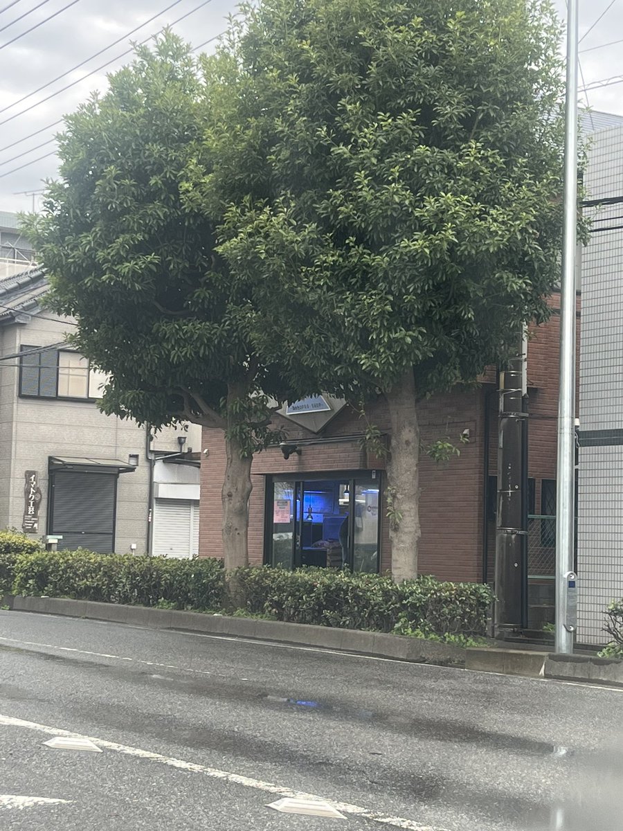 sango_numa's tweet photo. 仕事で近くによったので初めて行ってきました^_^
店員さんめっちゃ優しかったです👍
Googleの悪評価は嘘ですね。笑
レアな個体が安く売っているのでオススメですよー☆
ゴーバタの幼魚がめっちゃ元気で餌付いていて、しかも特価でした🫣
お探しの方はぜひ👍
#CrownFish https://t.co/qTJzbZ5go5