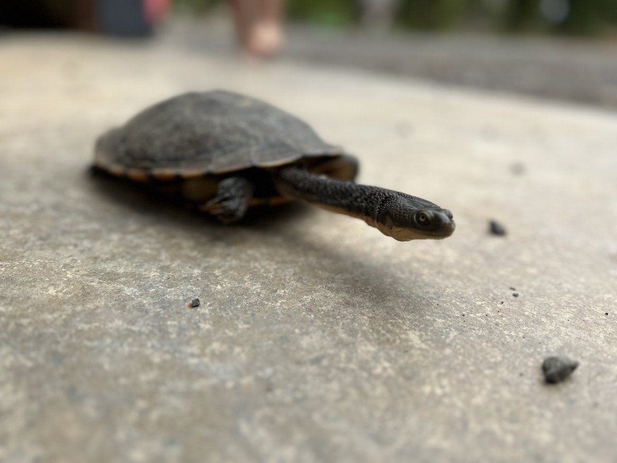 Prue Milgate tweet media