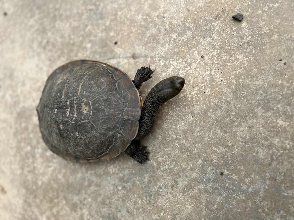 Prue Milgate tweet media