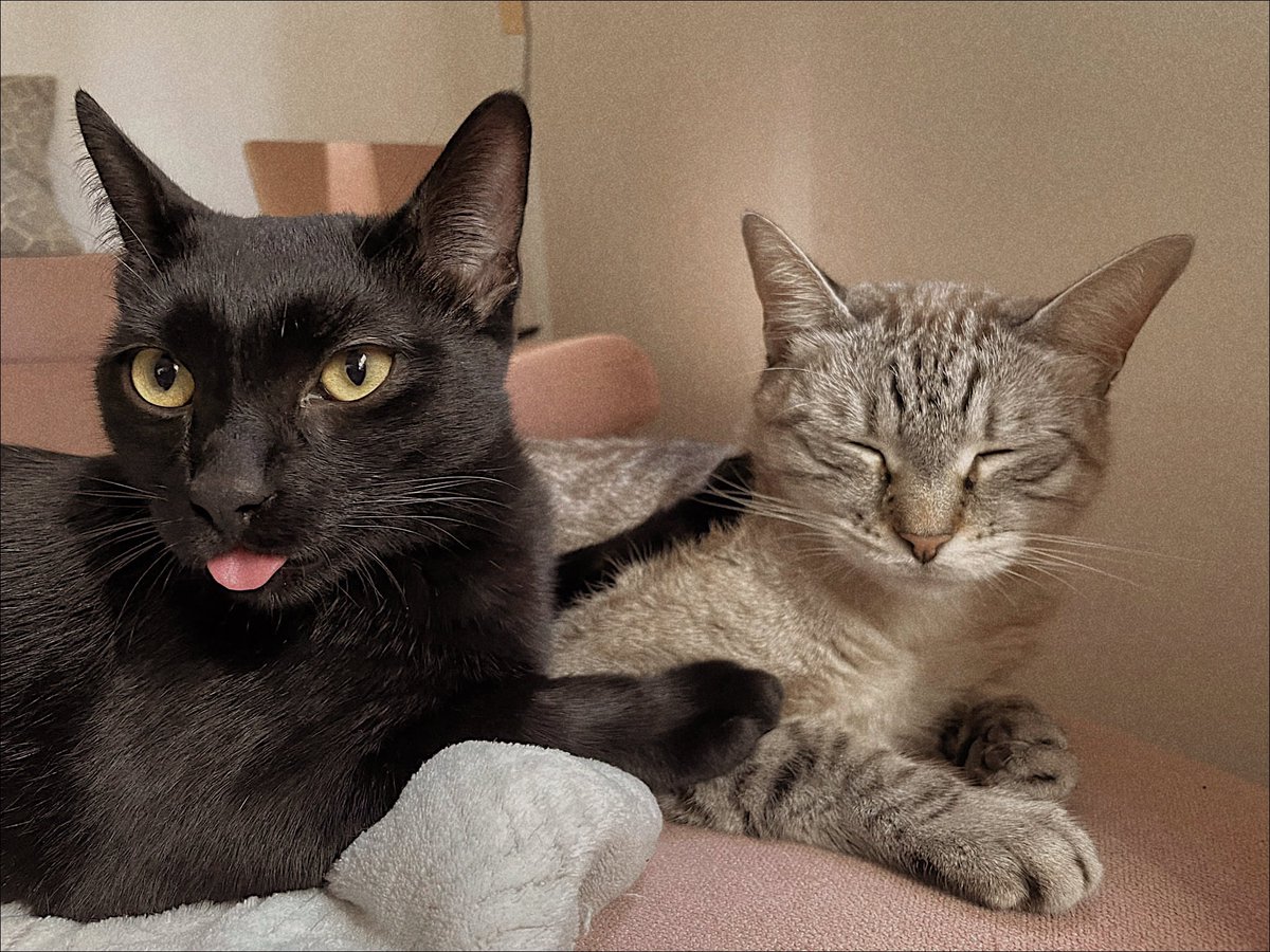 MercuryAngy's tweet photo. @Sra_Snow Kero y Ragnar 🥰 https://t.co/EC9YPPMrRj