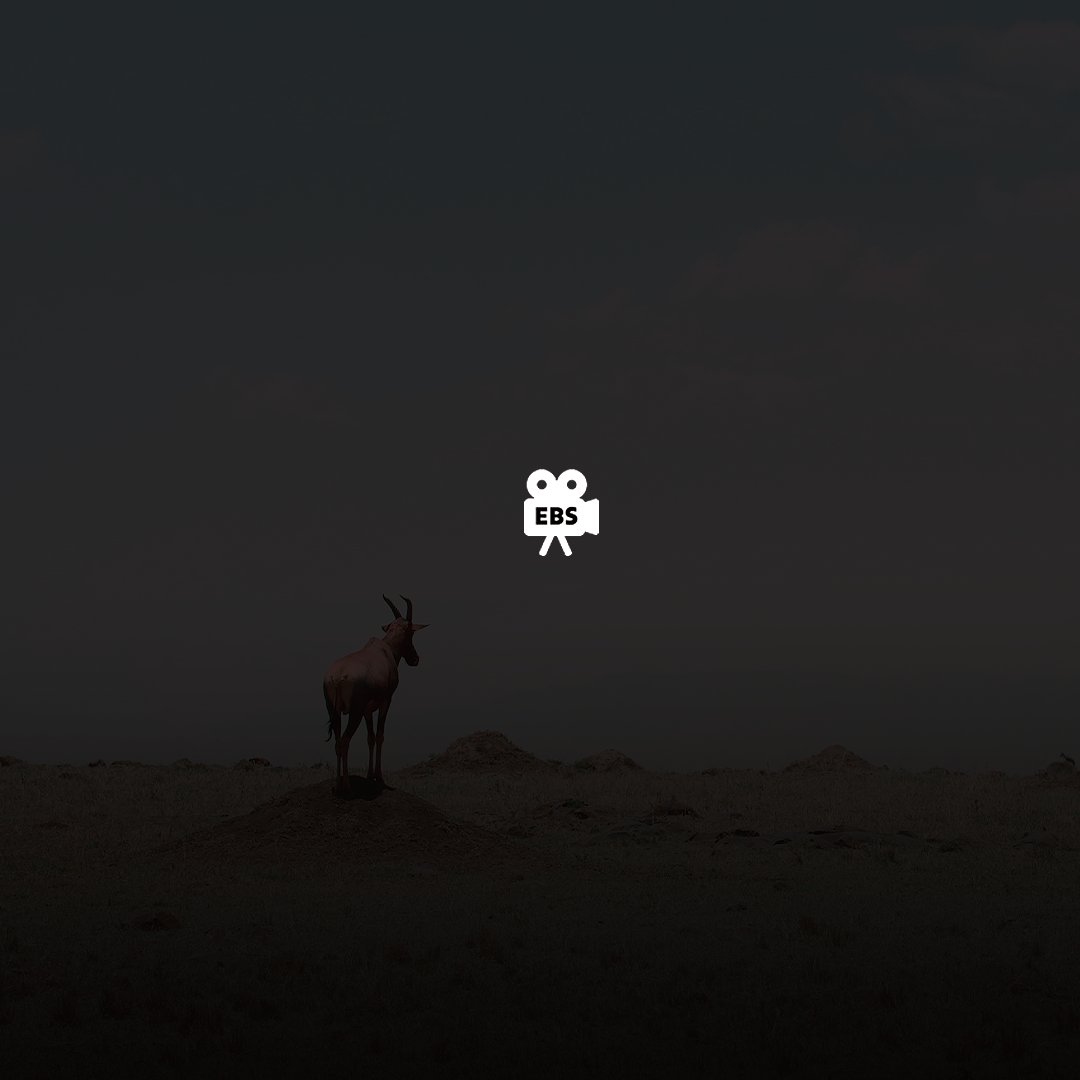 [#EBS글로벌특선다큐_3월4주차]
3월 4주 차도 EBS 글로벌 특선 다큐와 함께!
지금 바로 이번 주 방영작을 살펴보세요.

✅ 광활한 아프리카-말라말라 보호구역 (토 16:00)
✅ 세렝게티 평원의 생존 드라마 (일 15:50)
#EBS #EBS다큐 #EBS글로벌특선다큐 #글로벌특선다큐