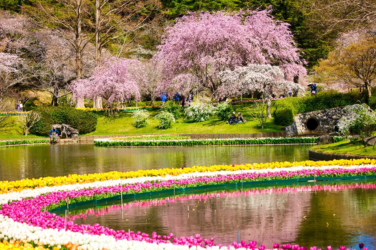 yujiida0510's tweet photo. 春到来
はままつフラワーパーク

#桜 #チューリップ #枝垂れ桜 https://t.co/dPyNDCddKO