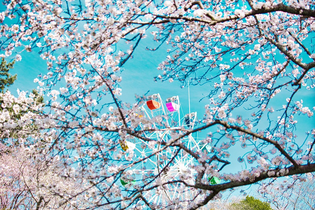 yujiida0510's tweet photo. 春到来
はままつフラワーパーク

#桜 #チューリップ #枝垂れ桜 https://t.co/dPyNDCddKO
