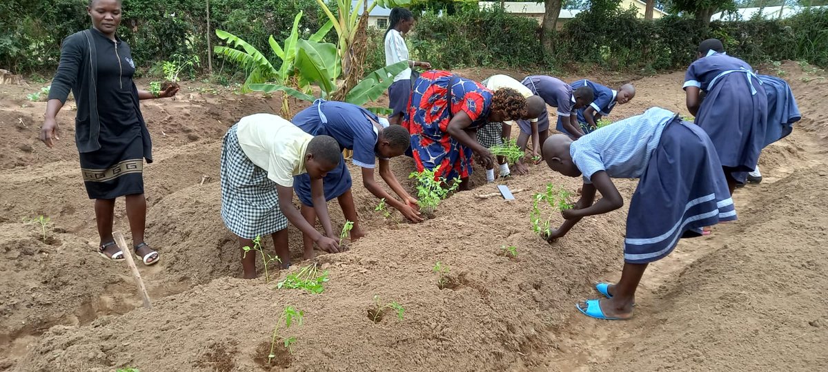scope_kenya_'s tweet photo. School gardens teach children about more than just growing food. When children are fed, they learn and when they learn they create new opportunities for growth for themselves and for the community around them. Healthy school=Healthy Community #agroecologyinschools #permaculture https://t.co/33QaNw3jep