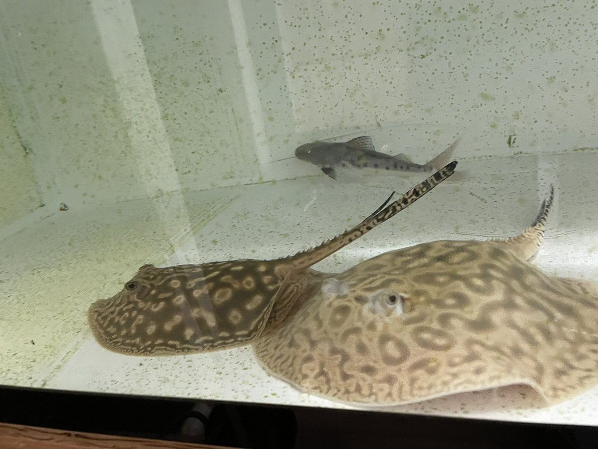 決まりました」淡水エイ(ブラックダイヤモンドポルカ)15cm前後 雌