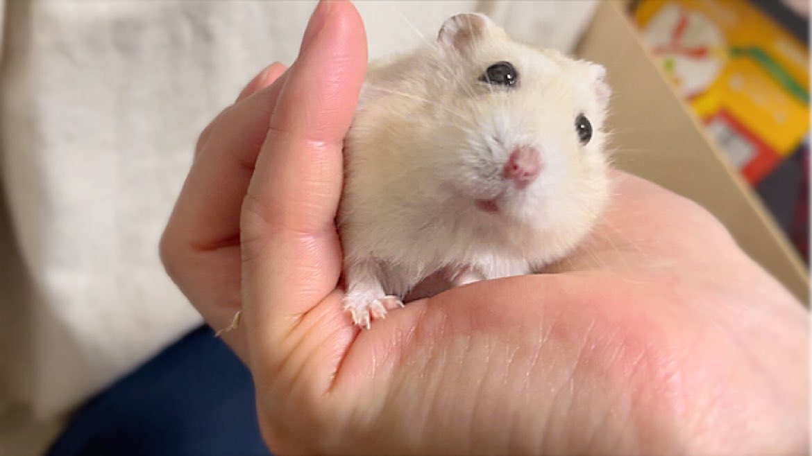 mugimil19's tweet photo. 手乗りハムは尊いです🥹

#ハムスター　#hamster
#むぎ　#手乗り https://t.co/LWpsDD8dYH