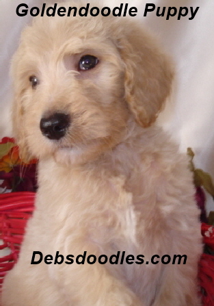 decdebring's tweet photo. Searching for a trustworthy #MontanaGoldendoodlebreeder? #DebsDoodles are the only place to look! We are a family-run business committed to producing multigenerational #Goldendoodlepuppies that are joyful, healthy, and looking for loving homes. https://t.co/r6gLWCqw14 https://t.co/0lb6tKv9wz