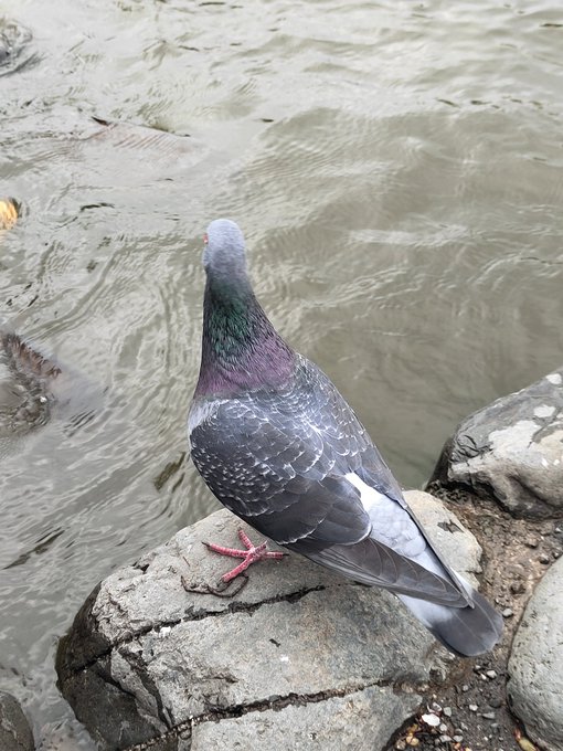 ใจใซใใใกใใใฃ