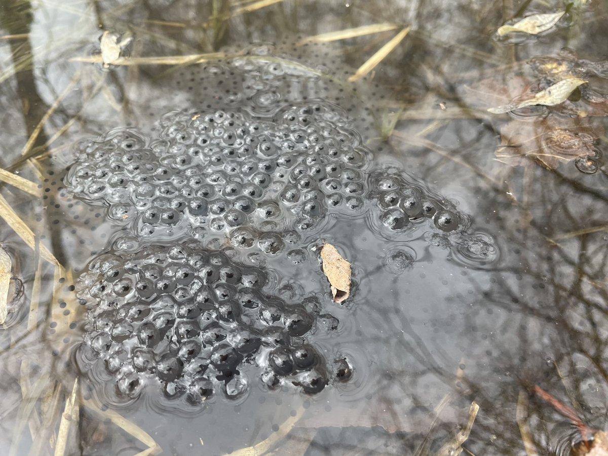 Hynobius_moe's tweet photo. エゾアカガエル&エゾサンショウウオの卵塊を初認
過去5年でダントツで早い記録
#herothon https://t.co/nTn73hZtq3