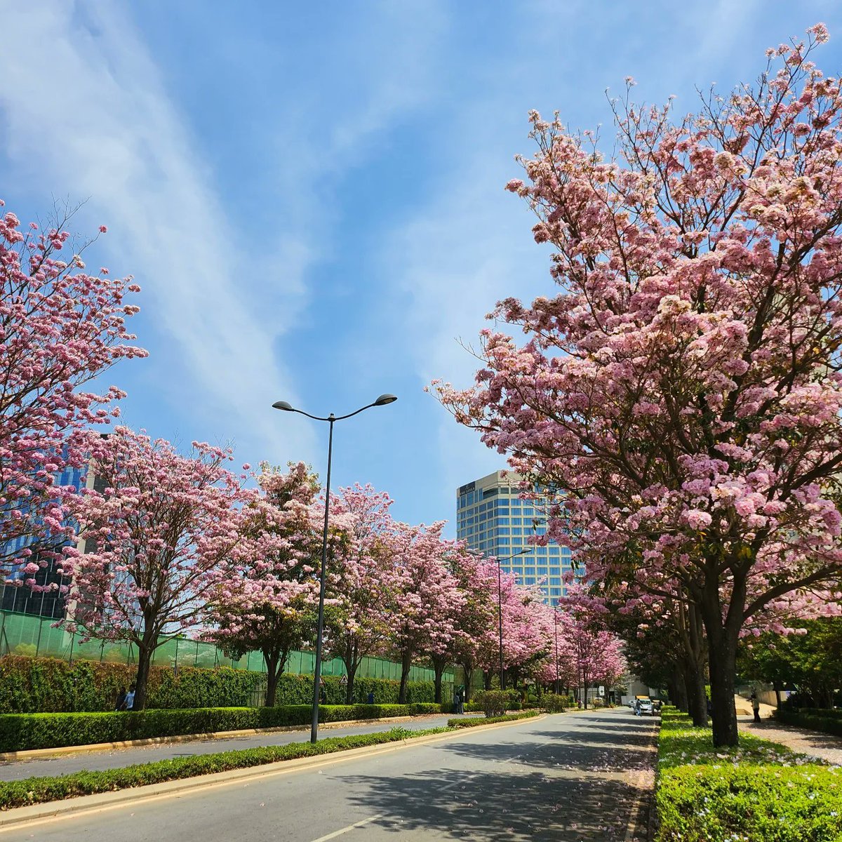 moon_natz's tweet photo. My favorite season when I don't mind driving around Bangalore even with traffic... ๐ธ๐๐ธ #shadesofpink #spring #flowers #prettiness https://t.co/JlKvyAVAz9