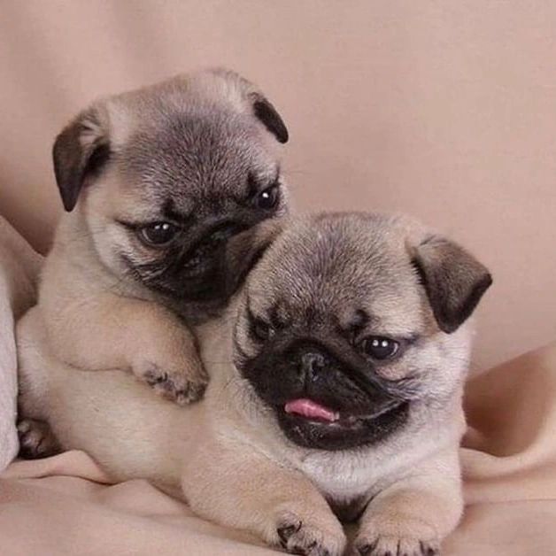 pugloversfamily's tweet photo. ❤️❤️

#pug #puglife #PugLover https://t.co/klLZqmwVwr