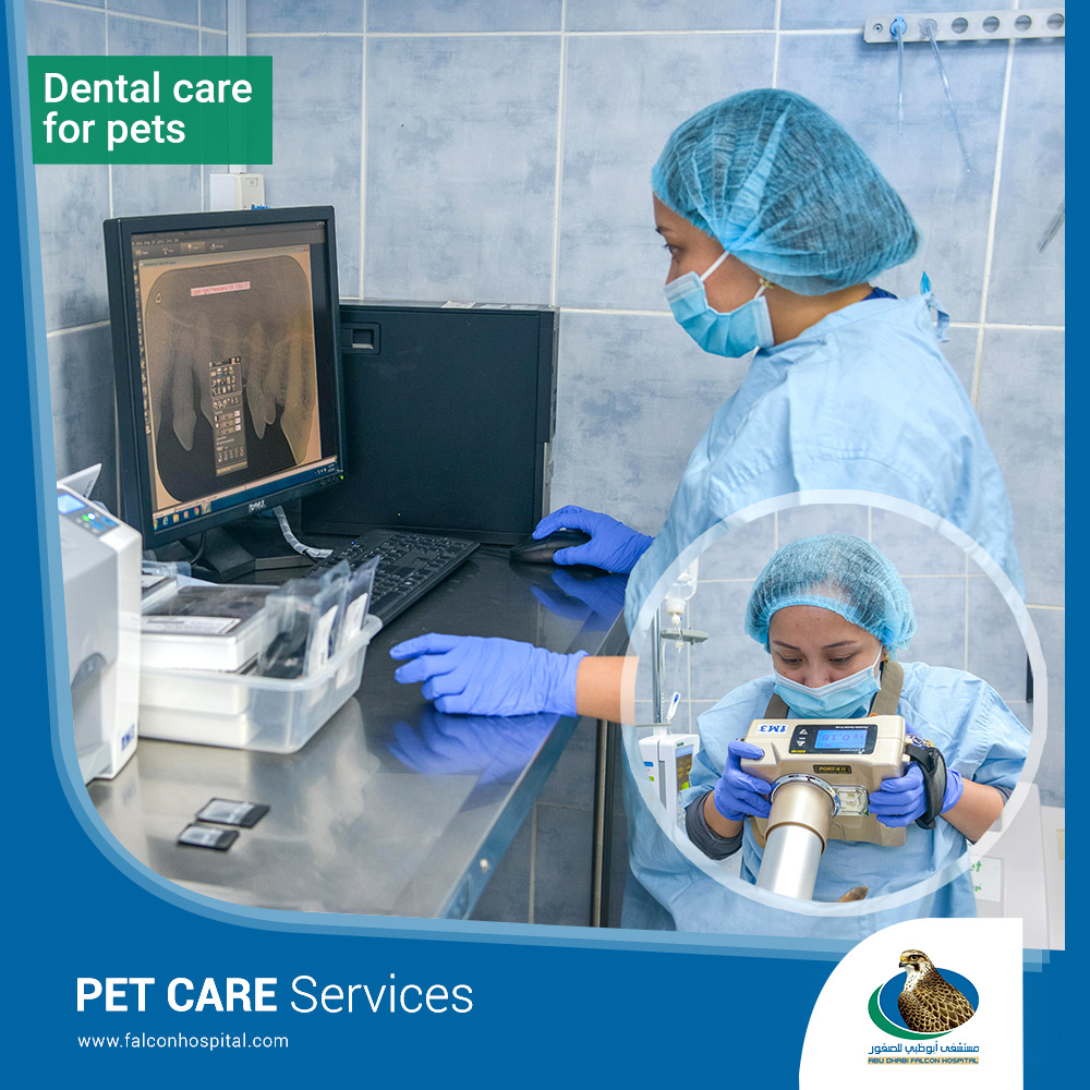 AbuDhabiFH's tweet photo. Your pet's dental and oral health is just as important as their physical health! Vist ADFH PCC today for a checkup.
#ADFH #AbuDhabi #FalconHospital #PetCareCenter #PCCServices https://t.co/9GFXKOdZrm