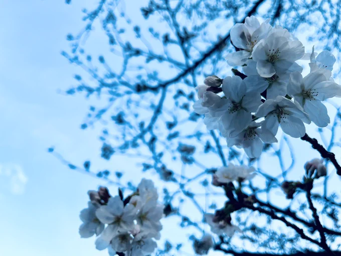 これは昨日の桜 