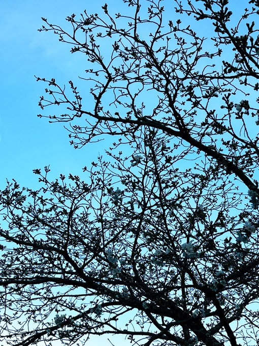 これは昨日の桜 