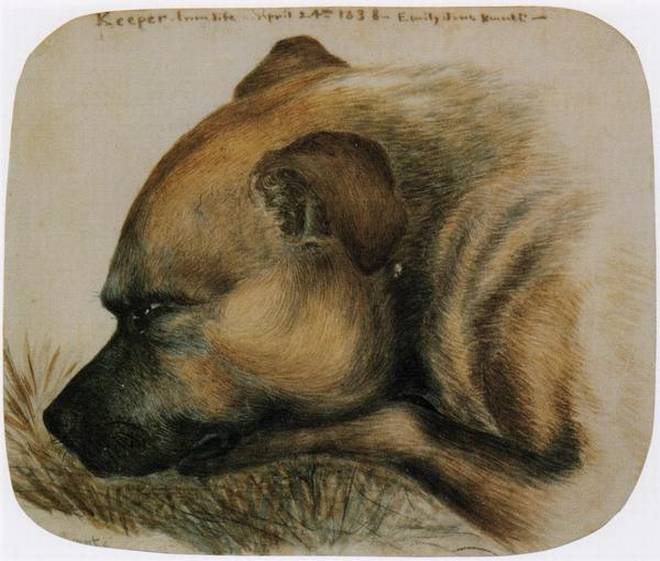 Emily Brontë, English author of 'Wuthering Heights', painted this watercolour of Keeper, her bull mastiff cross-breed in 1838 #WomensArt