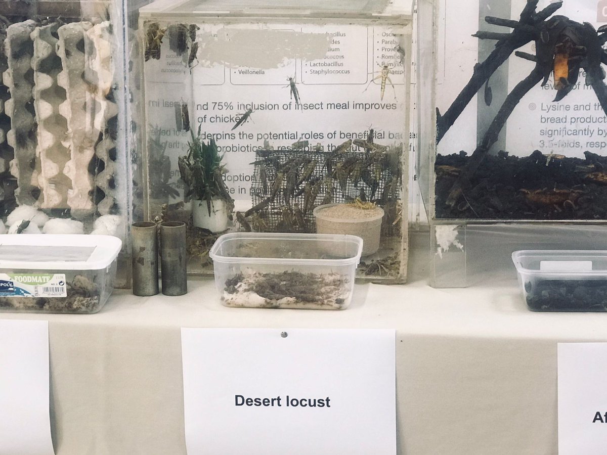 SwissEmbassyKE's tweet photo. Did you know that insects are a very rich source of animal and human food? 

Switzerland 🇨🇭 is funding #SysCom in Kenya, Peru and IndiaDear comparing organic and conventional agriculture in partnership with @fiblorg, @ICIPE, @coop_ch, @FutureForAll. https://t.co/1F9B5nrlCK