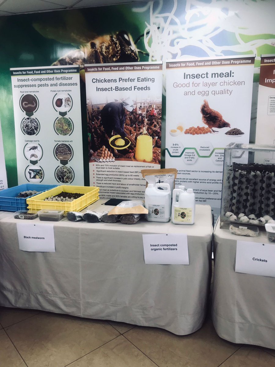 SwissEmbassyKE's tweet photo. Did you know that insects are a very rich source of animal and human food? 

Switzerland 🇨🇭 is funding #SysCom in Kenya, Peru and IndiaDear comparing organic and conventional agriculture in partnership with @fiblorg, @ICIPE, @coop_ch, @FutureForAll. https://t.co/1F9B5nrlCK
