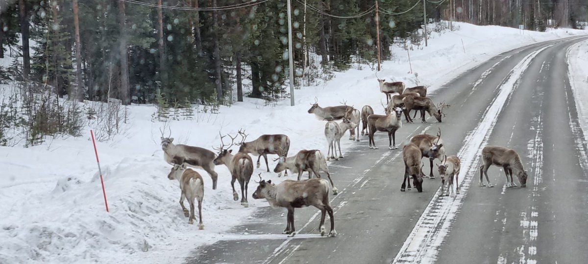 In de nacht mooi noorderlicht, daarna dalen via bevroren rivier en meren naar het eindpunt van een geslaagde Padjelanta tocht! We houden het noordelijke gevoel nog even vast met rendieren op de weg voor de bus.