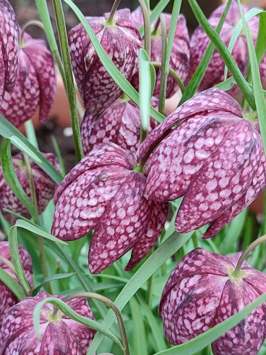 Fritillaries ❤️

#GardeningTwitter #Spring #FlowersOnFriday #naturepositive #TwitterNatureCommunity #petalperfection #beautiful