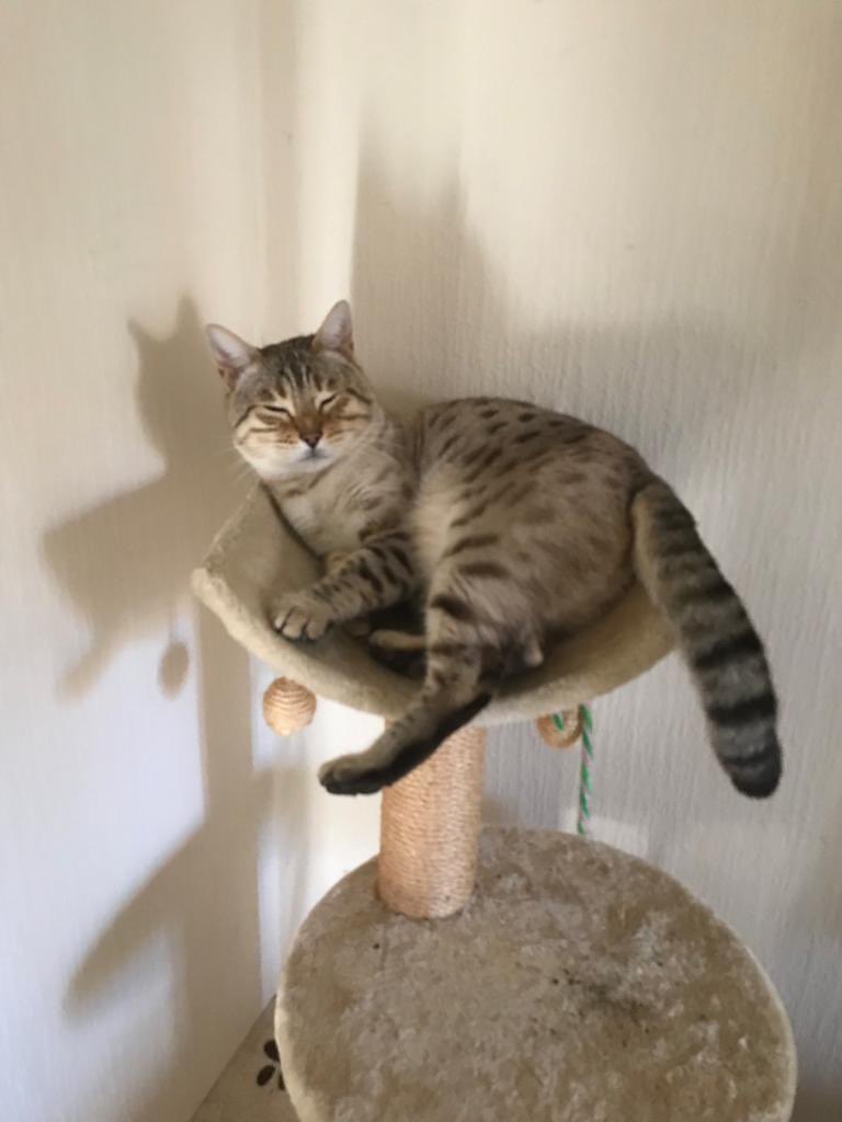 Dylwillll's tweet photo. @minimadclaire Thank you 😽 Kai will be back on top of the world in no time but for now this will have to do. Long distance Bengal love to you all XXX 😺 https://t.co/VovUvBXnOp