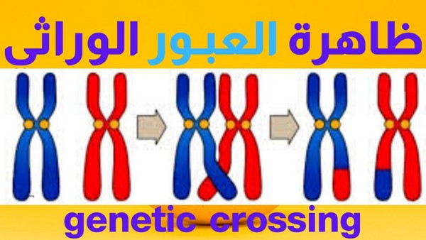 Fatima_maran's tweet photo. @illlnc @ScreenMix في هذه الحالة الام انتجت  8 بويضات والاب الملابين من الحيوانات المنوية.
 
تفسير الاختلاف هو ظاهرة العبور في تشكل الامشاج لدى الابوين.
الاخصاب كان جدا مختلف و متنوع و ذلك ما اعطى اختلاف كبير في الاشكال

الاخصاب يكون في بضع ثواني او دقائق بالتالي لايوجد اي احتمال لوجود اكثر من اب https://t.co/nFHiPuxqUi