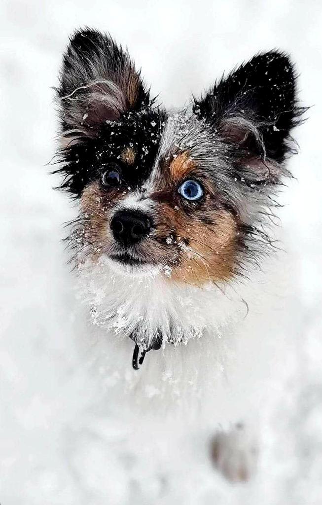My beautiful little boy Milton 🥰❤❄☃️

#dogs #winter #snow #animals #photographer #picoftheday #photooftheday #cute #love #equality #lovewins #photographer #photo #clouds #ClimateEmergency #outdoors #hiking #me #follow #memories #artist #bhfyp #BLACKPINK_WORLDTOUR #BTS