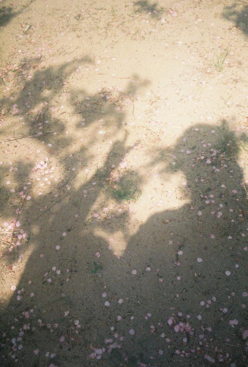 ty__photo's tweet photo. filmと花びらと影

#フィルムカメラ 
#フィルム写真 
#田舎道 
#スナップ写真

#おくさんぽ
#お写ん歩 
#キリトリセカイ 
#写真好きな人と繫がりたい 
#カメラ好きな人と繋がりたい 
#ファインダー越しの私の世界 
#写真で伝える私の世界 https://t.co/Lx21O0Artf