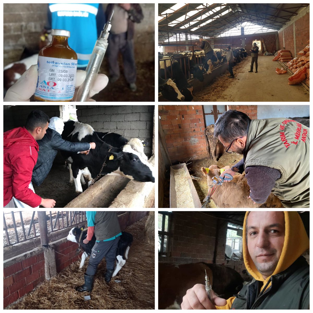 Aksu, Döşemealtı, Korkuteli ve Elmalı’da Veteriner Hekimlerimiz hafta sonu mesai gözetmeksizin büyükbaş hayvanlara şap aşısı yapıyor. 

#ŞimdiAşıZamanı Değerli Üreticilerimiz ‼️
Hayvanlarınızın sağlığı için mutlaka #şap aşısını yaptırın. <a href="/VahitKirisci/">Prof.Dr.Vahit Kirişci</a> <a href="/ersinyazici1/">Ersin YAZICI</a> <a href="/gokhankaraca_/">Gökhan Karaca</a>