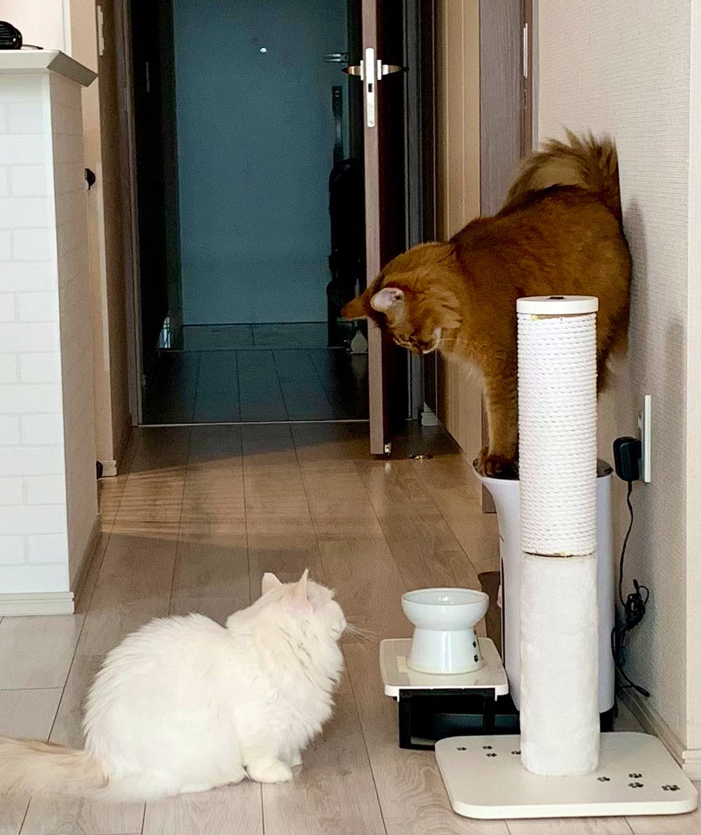 melmo0707's tweet photo. お辞儀のやり方を
教えてる😂笑
＃猫 ＃猫のいる暮らし
＃ソマリ ＃ミヌエット https://t.co/0FLAg11lBQ