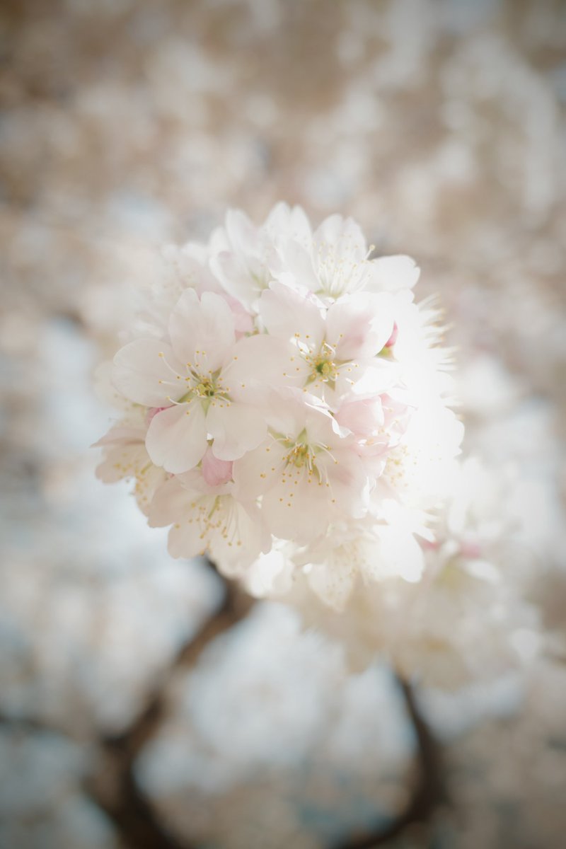 Legendary_Kazu's tweet photo. GRiiiをお借りしたので、桜スナップ🌸
ほんのりピンクでかわいい✨ https://t.co/brKSdKyvg9