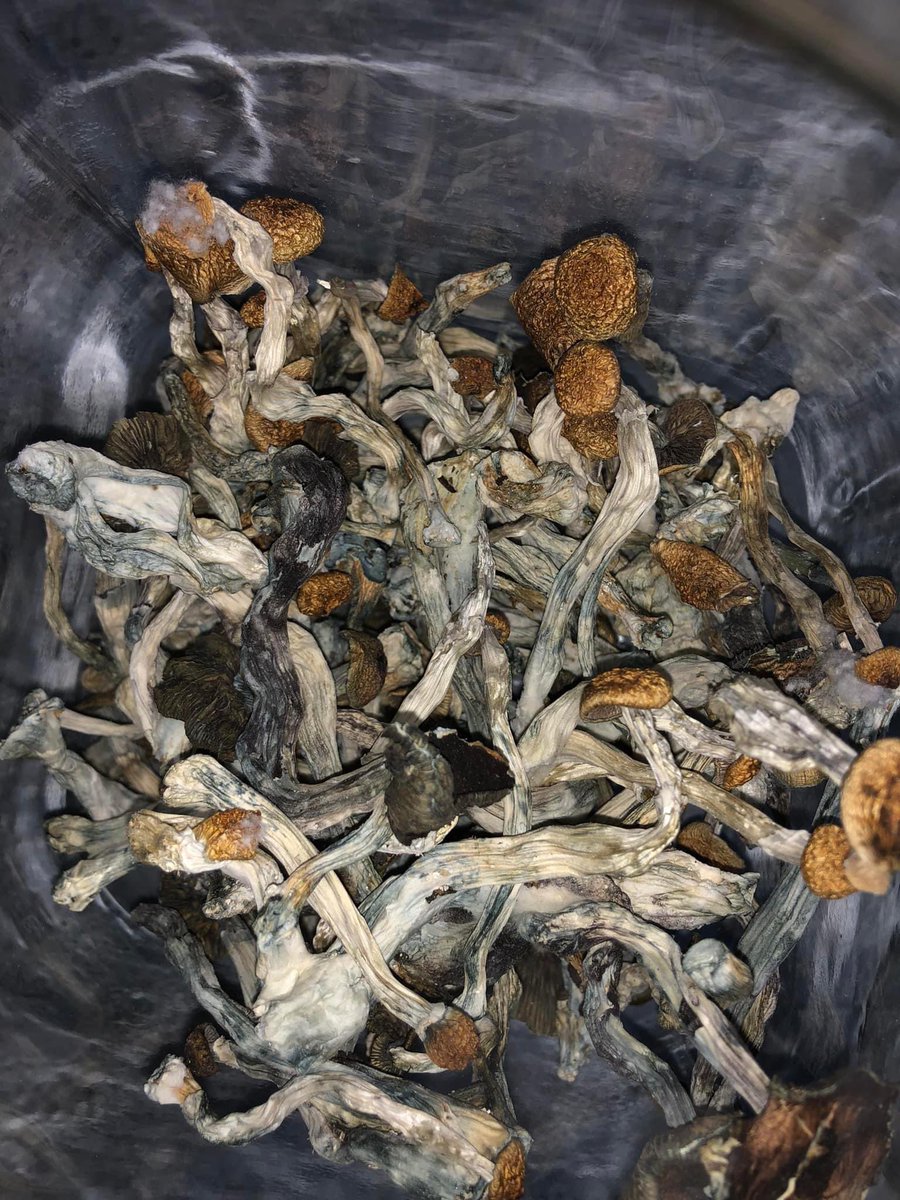 Cyberboy_2001's tweet photo. Hongos Mágicos Disponibles 🍄 https://t.co/vEkMg56ale