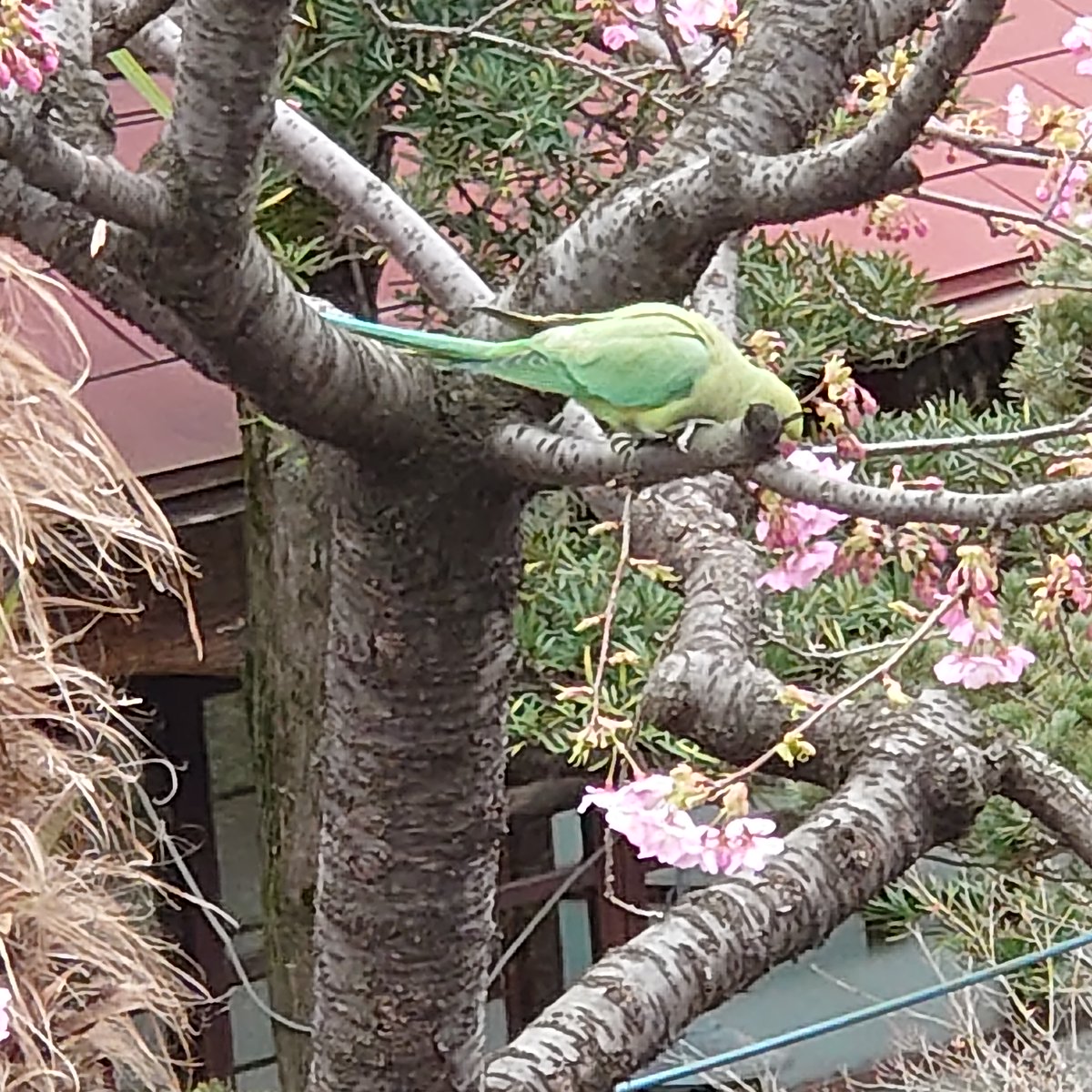 RyokanH's tweet photo. 食欲旺盛な花見客 @ 旅館 鳳明館
河津桜を貪る ワカケホンセイインコ様の美しき置土産
Cherry-blossom viewers with a voracious appetite in Ryokan Homeikan、Ring-necked parakeet Parakeet

#旅館 ＃花見 #河津桜 ＃ワカケホンセイインコ
＃Ryokan ＃Cherryblossom #Parakeet https://t.co/4Q1Ahv2c3w