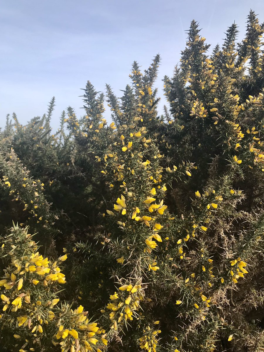 Zakitina_Lily's tweet photo. Blustery but lovely #Sunday stroll at #HeadonWarren near #Totland #IsleofWight @VisitIOW @jaymarno9 https://t.co/7QK2t8WHh3