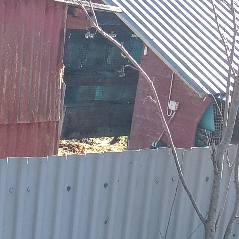 ltenstedt's tweet image. Söndagspromenad. Vi såg vilda svanar o hjortar, men även fängslade och plågade minkar i sina utomhusburar. 😥 #sölvesborg