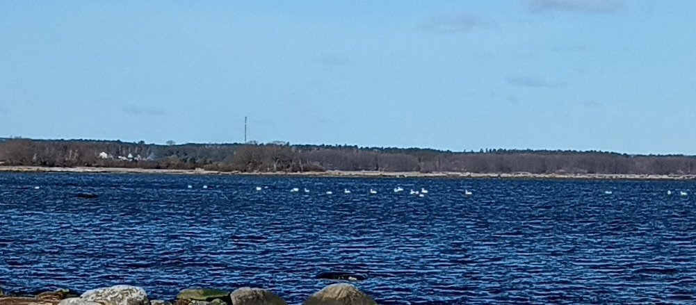 ltenstedt's tweet image. Söndagspromenad. Vi såg vilda svanar o hjortar, men även fängslade och plågade minkar i sina utomhusburar. 😥 #sölvesborg