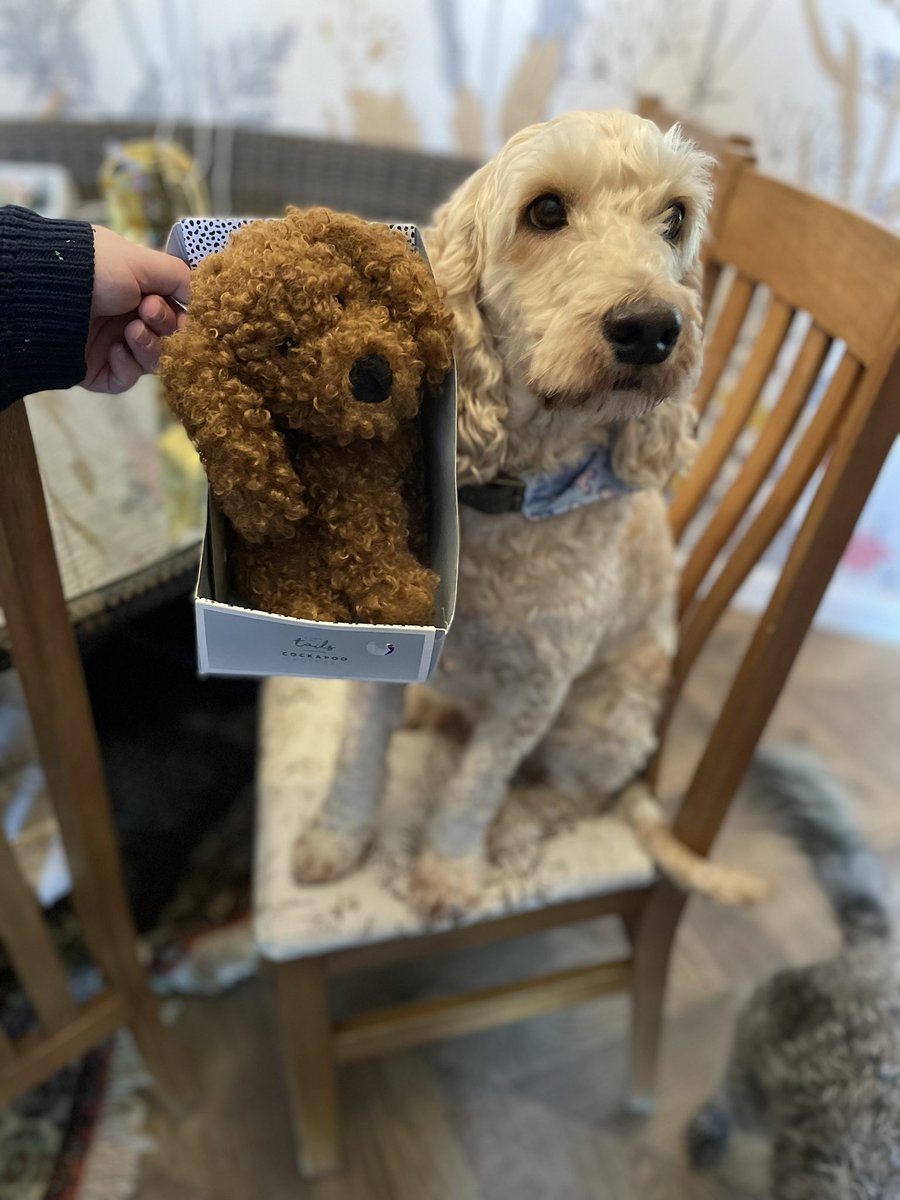 WilsonandJim1's tweet photo. I thought the hoomans bought me a new fwend… tried to run off with it! Even helped hooman open it, to be told I can’t haves it 😒🐶 https://t.co/9NLVgydW9i
