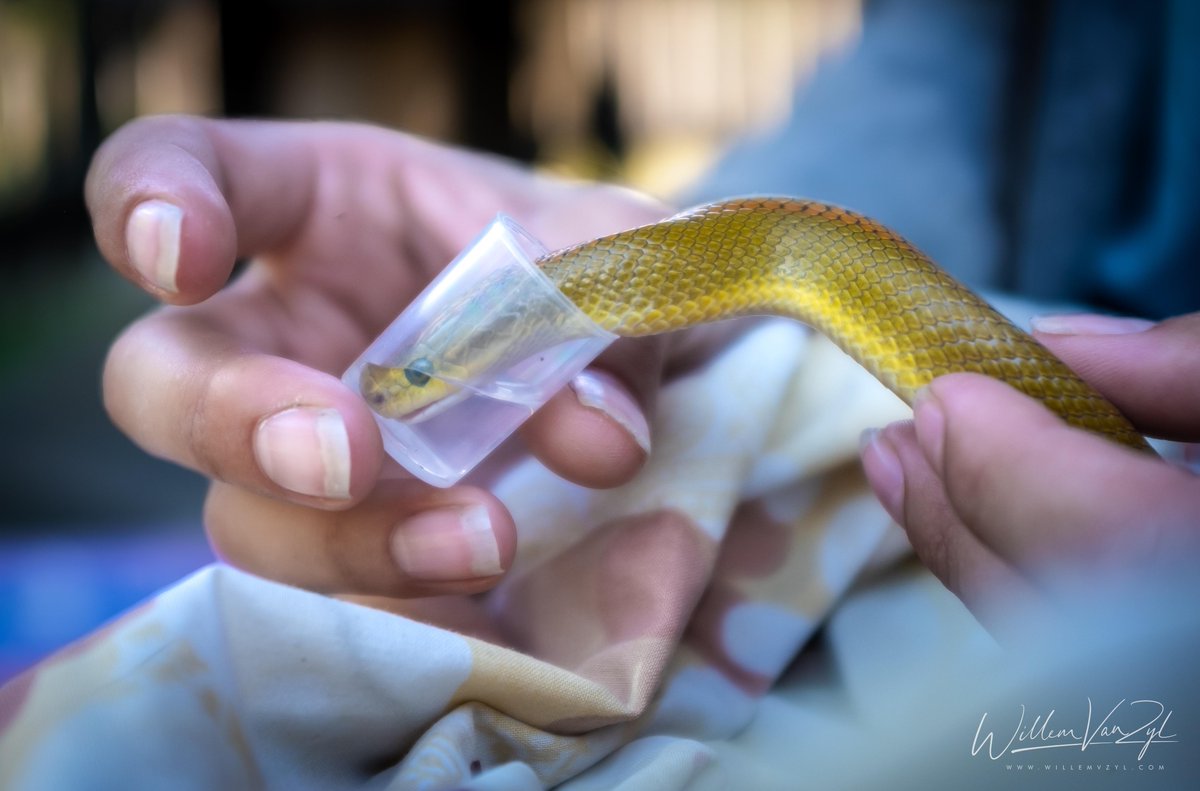 daily_wholesome's tweet photo. Giving water to an Aurora House Snake
#humansbeingbros #wholesome #wholesomememes #aww https://t.co/QB9GvSigxI