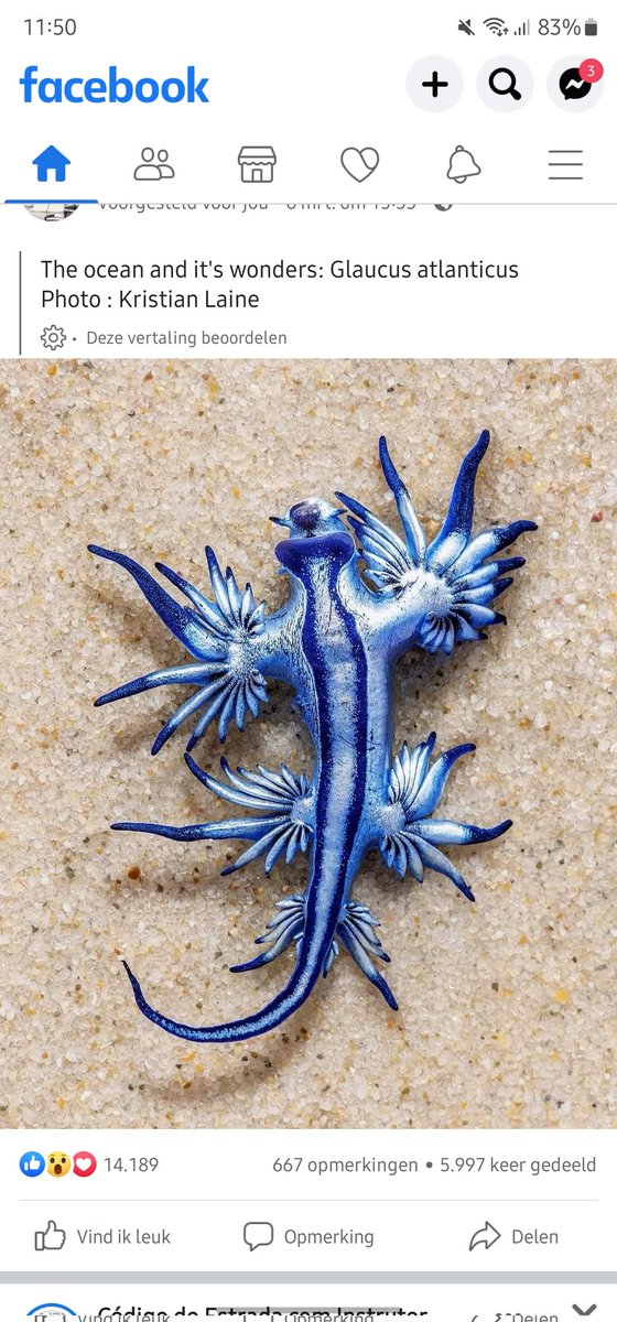 The ocean and it's wonders: Glaucus atlanticus Photo : Kristian Laine #nature