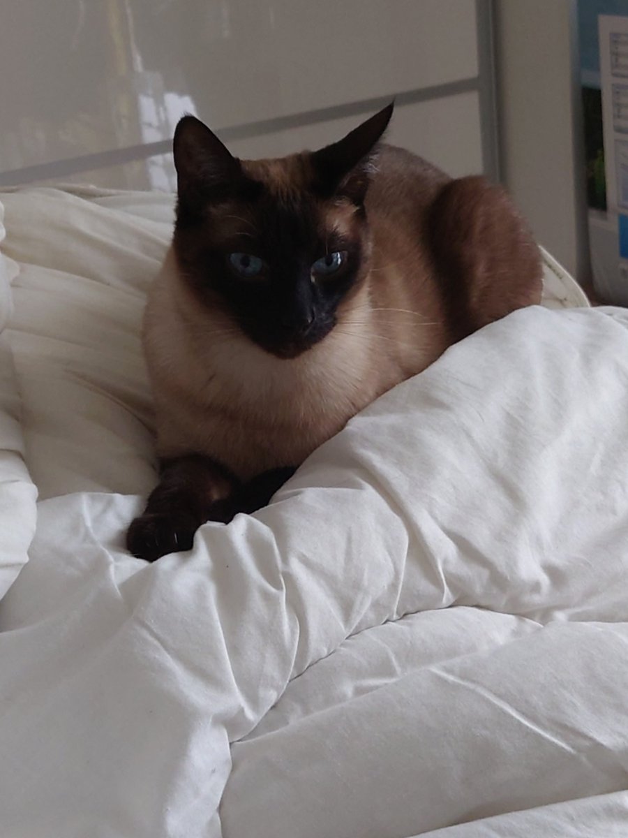 CrapuleCanaille's tweet photo. 🧔‍♂️"Crapule, tu peux bouger steuplé, je suis en train de refaire le lit"

😹 "Cause toujours Papounet" https://t.co/dHmSD5hiTe