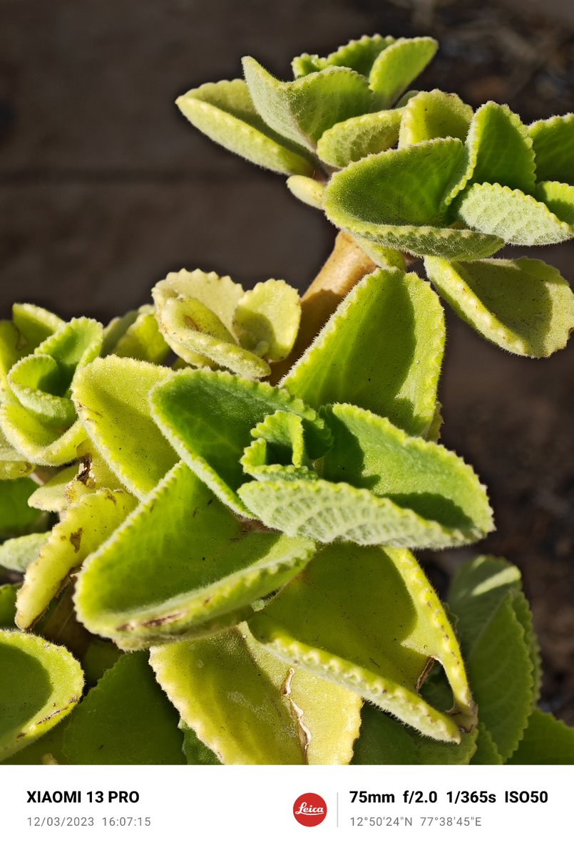 gunateja100's tweet photo. I just received my #Xiaomi13Pro and tried a few macro shots of the plants on my balcony. The results came out pretty good 😍😍. I would say @Xiaomi and @leica_camera did a great job together 👏👏. Here are a few samples 👇 https://t.co/aYJ7aVLnnL