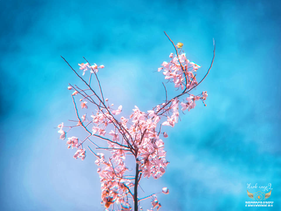 The Philippine Star on Twitter "JAPAN? NO, IT'S PALAWAN! 🌸 Filipinos